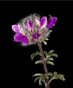 Dalea formosa - Feather Plume 19-0340